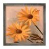 Daisies - Natural Frame 25x25